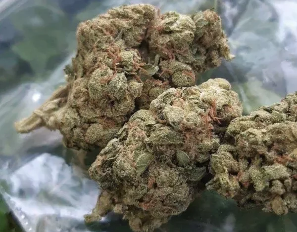 Buy Blueberry Kush Online