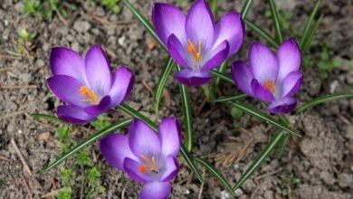 Beginners Guide to Saffron Cultivation - Step by Step Process