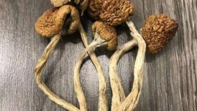 Buy Golden Teacher Mushrooms online