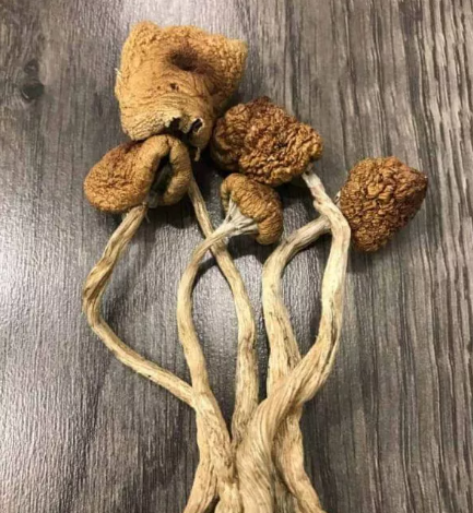 Buy Golden Teacher Mushrooms online