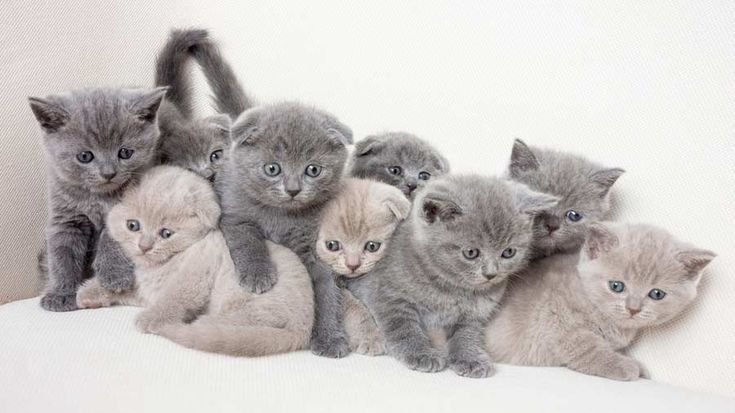 British shorthair kitten price