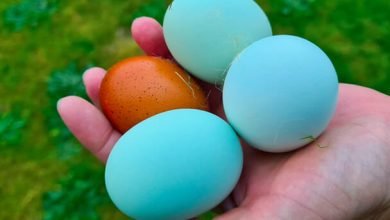 Blue Eggs